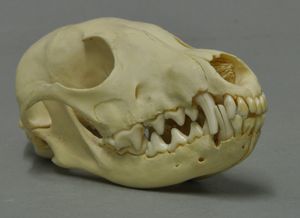 북극여우 두개골