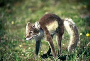 여름에 북극 여우의 털은 주로 갈색과 회색을 띤다.