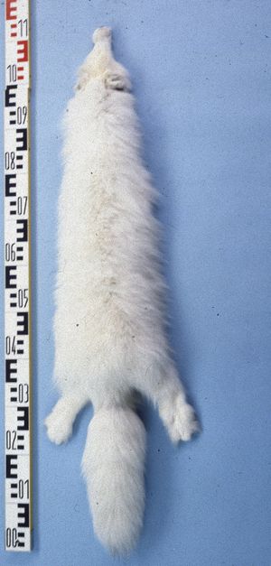 캐나다에서 촬영된 북극여우