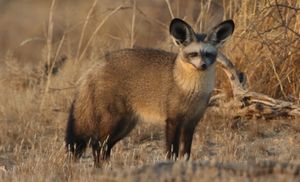 Otocyon megalotis megalotis