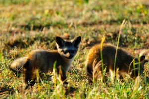 케냐 마사이마라 국립 보호구역 바로 외곽의 나보이쇼 보호 구역에서 굴 밖에서 놀고 있는 어린 큰귀여우