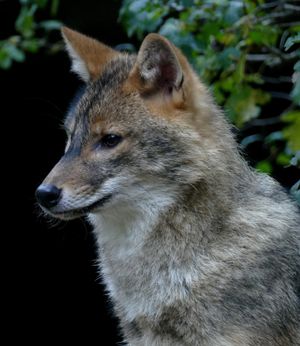 황금자칼 옆모습