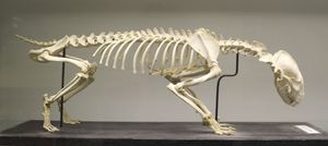 왕립 수의과 대학의 유럽 오소리 골격