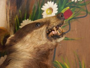 박제된 적색증 유라시아오소리