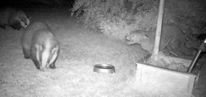 밤에 새 모이통으로 이동하는 두 마리의 오소리와, 맞서는 한 마리의 붉은여우