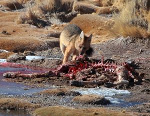 엘 타티오(산페드로 데 아타카마 위치), 안토파가스타 주에서 비쿠냐 사체를 먹고 있는 쿨페오