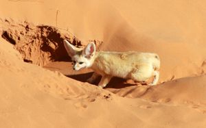 모로코 사하라 사막의 사막여우