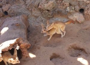 수컷 사막여우가 암컷에게 교미하는 모습