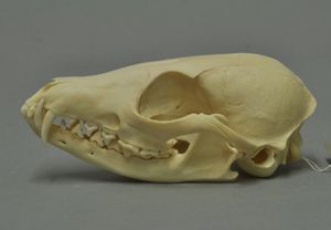 케이프여우의 두개골