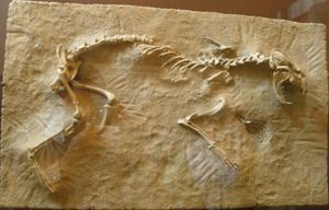 Sthenictis sp. (미국 자연사 박물관)