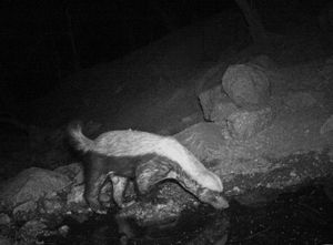 인도 라텔(꿀오소리)이 자연 하천에서 물을 마시고 있다