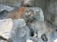 취리히 동물원}}