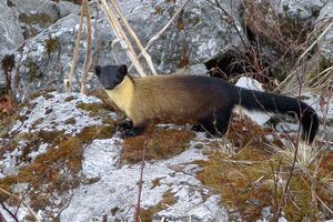 팡골라카 야생동물 보호구역에 있는 개체
