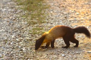 인도 짐 코르벳 국립공원에 있는 담비