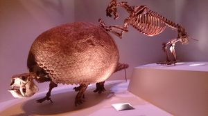 휴스턴 자연사 박물관 고생물학 전시관의 제노스밀루스와 글립토돈 골격