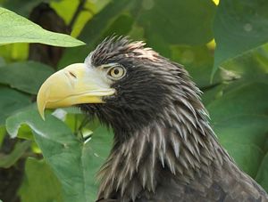 미국 신시내티 동물원에 있는 참수리의 머리 부분 상세 사진