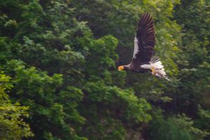 성체의 모습, 러시아 마가단 자연보호구역, 종의 번식지