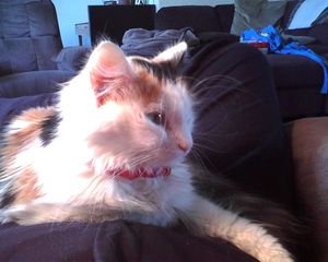 빈혈, 무기력, 체중 감소 징후를 보인 말기 "건성" 고양이 복막염에 걸린 생후 8개월 된 새끼 고양이. 발작 중 눈 변화(동공 확대 및 마비)를 보였다.