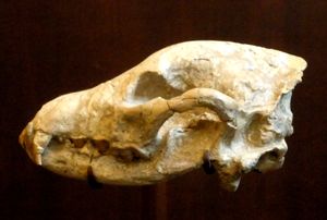 개과 하이에나 중 하나인 Ictitherium viverrinum의 두개골. 아메리카 자연사 박물관