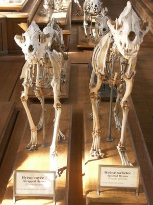 줄무늬하이에나(왼쪽)와 점박이하이에나(오른쪽)의 골격, "뼈를 부수는" 하이에나의 두 종