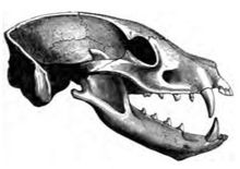 땅늑대 두개골. 곤충 식성을 통해 불필요하게 된 크게 축소된 작은 어금니와 육치류에 주목