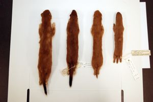 족제비(왼쪽)와 가장 작은 족제비 (오른쪽)의 털 - 족제비의 더 큰 크기와 검은 꼬리 팁에 유의