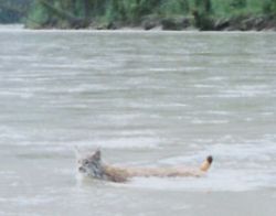 노스・나하니 강}}을 헤엄치는 스라소니