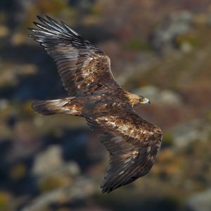 황금독수리(Aquila chrysaetos)