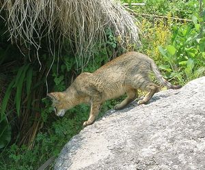 인도 우타라칸드 주에서 촬영