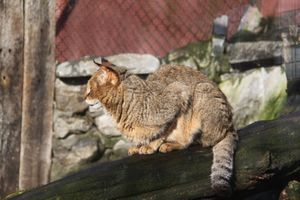 벨기에 올멘제 동물원에 있는 정글고양이