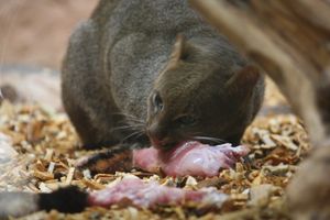 재규어런디는 광범위종 육식동물이다.