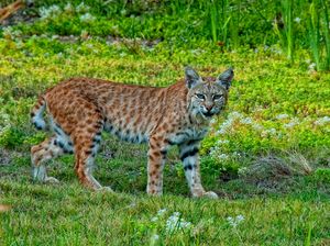 중간 거리에서도 붉은스라소니의 귀에 달린 작은 털다발을 발견하기는 어렵다.