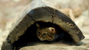 은신처 아래의 검은발고양이