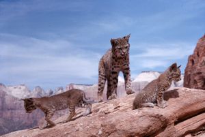 어미 붉은스라소니와 새끼 두 마리