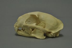 비스바덴 박물관에 있는 아프리카황금고양이의 두개골