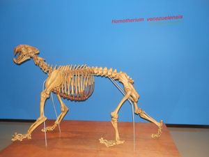"Homotherium" venezuelensis의 골격. 최근 저자들은 이 종이 Xenosmilus에 더 적합할 수 있다고 제안했다.