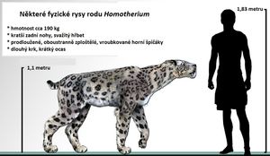 시미터 고양이(Homotherium serum)의 크기 비교
