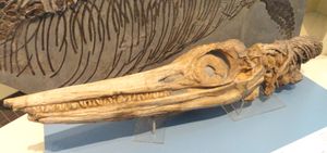 템노돈토사우루스 플라티돈의 두개골은 길쭉한 주둥이와 큰 눈구멍을 가진 전형적인 어룡 모양을 하고 있다.