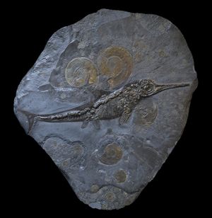 Temnodontosaurus acutirostris와 암모나이트