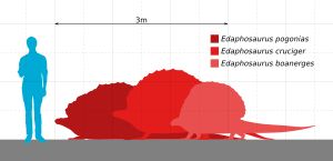 몇몇 종의 에다포사우루스 크기 비교
