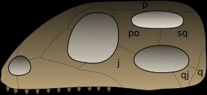 측두개창이 있는 이궁류 두개골 도해, 무궁류와는 다름