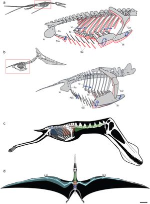 호흡 동작(위쪽)과 내부 기낭 시스템(아래쪽)을 보여주는 그림