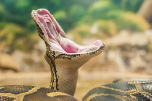 사다리뼈는 특히 뱀에서 길게 늘어나 두개골 운동성을 용이하게 한다.