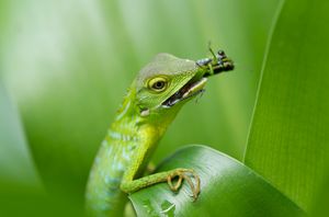 무척추동물을 먹고 있는 녹색 볏도마뱀