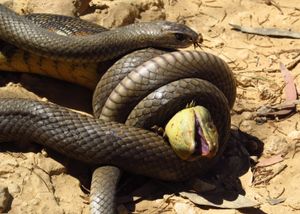 동부 혀 도마뱀을 잡아먹는 동부 갈색뱀