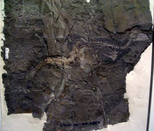 위장 부위에 씨앗이 보존된 트로오돈과 (Jinfengopteryx elegans) 화석