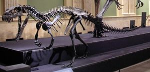 케라토사우루스와 케라토사우루스과