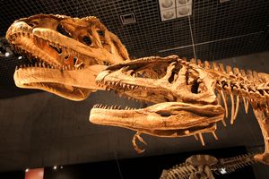 마푸사우루스, 카르카로돈토사우루스과