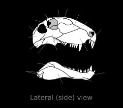디메트로돈 두개골 측면 모습