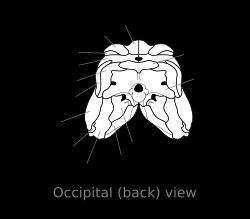 디메트로돈 두개골 뒤쪽 모습